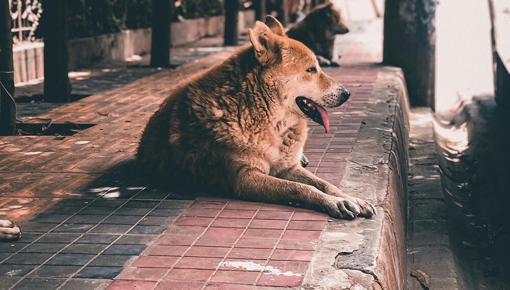 Funeral Pet transforma las cenizas de mascotas en arte para salvar a perros abandonados