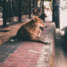 Funeral Pet transforma las cenizas de mascotas en arte para salvar a perros abandonados