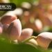 American Pistachio Growers destaca el impacto y potencial de la Industria del pistache en EE. UU.