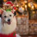 Reto de diciembre, integrar a las mascotas en las festividades
