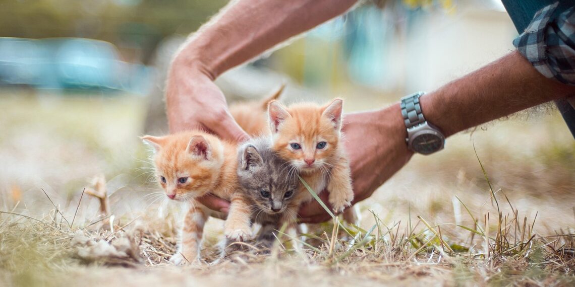 Día del Rescatista Animal: La adopción como método de rescate animal