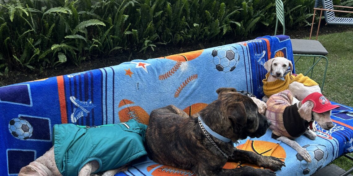 7 de cada 10 personas se sienten estresadas en el trabajo pero la compañía de mascotas puede ser clave para reducirlo