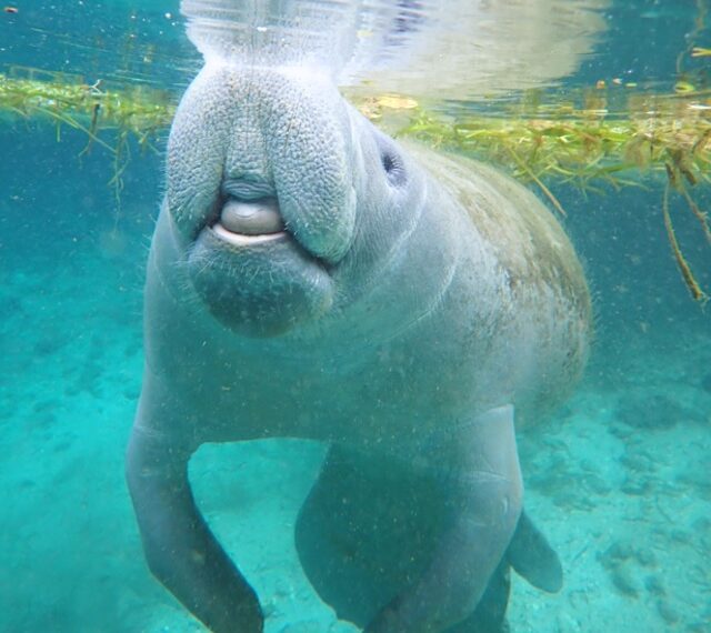 Temporada de manatíes en Florida ofrece una experiencia inolvidable