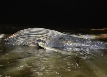 Hallan ballena muerta en playas de Mazatlán; se desconocen las causas de su muerte