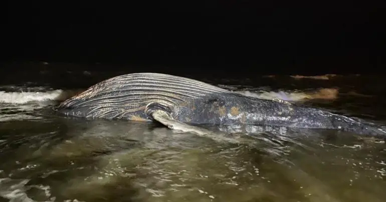 Hallan ballena muerta en playas de Mazatlán; se desconocen las causas de su muerte