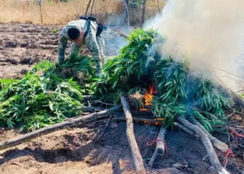 Marina destruye más de 350 kilos de marihuana en Sinaloa