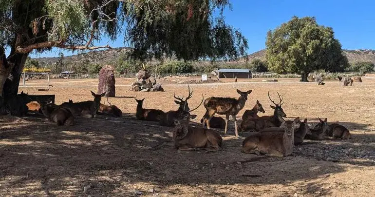 Reserva en Hidalgo permite interacción directa con más de 800 animales