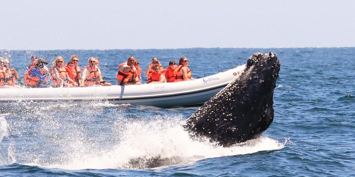 La majestuosidad de la naturaleza durante la Temporada de Ballenas en el Pacífico Mexicano.