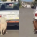 Taxista en Oaxaca amarra a dos perritos a su auto y los arrastra