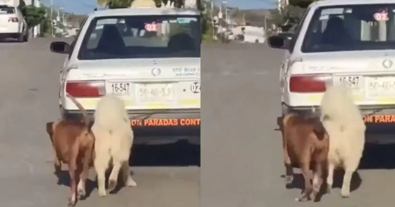 Taxista en Oaxaca amarra a dos perritos a su auto y los arrastra