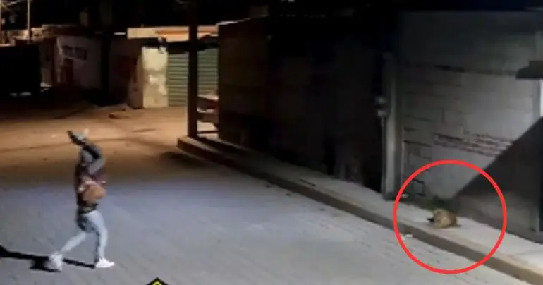 Sujeto arroja piedra sobre perrito ‘Huesitos’ mientras dormía en Puebla