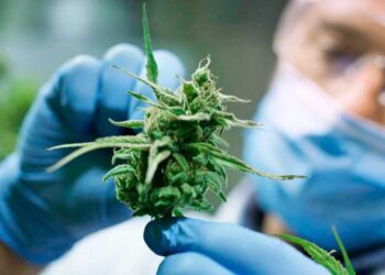 Beneficios del cáñamo para el cuidado del medio ambiente