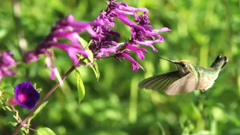 Descubren cinco nuevas especies de colibríes en el Bosque de Chapultepec