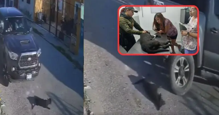 Conductor atropella a perrita en repetidas ocasiones en Yucatán