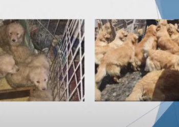 Con la nueva ley en puerta, LomBom moviliza al ecosistema empresarial contra el maltrato animal