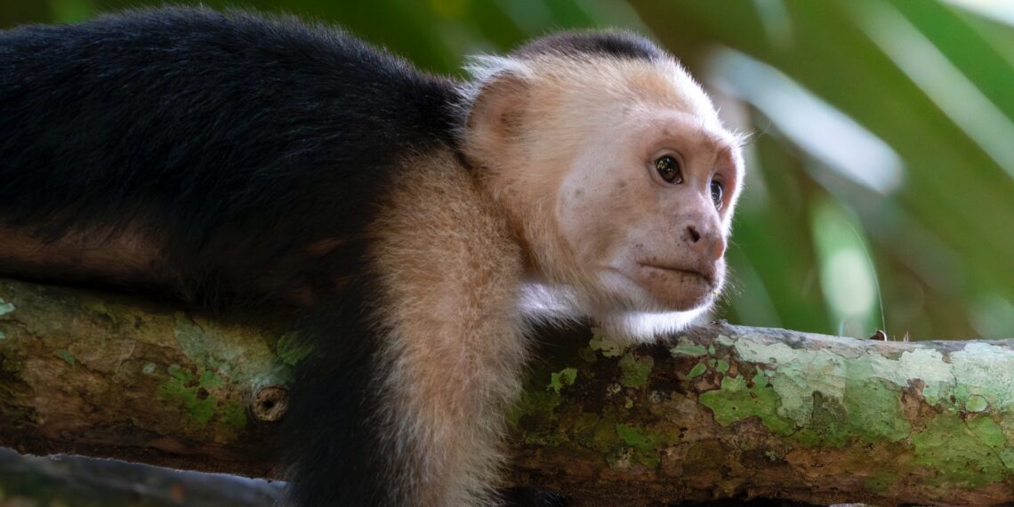 La campaña #stopanimalselfies y su guía para fotografiar la vida silvestre con responsabilidad