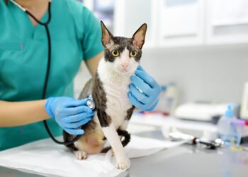 Día mundial del Médico Veterinario, 26 de abril. La investigación y desarrollo para el bienestar animal