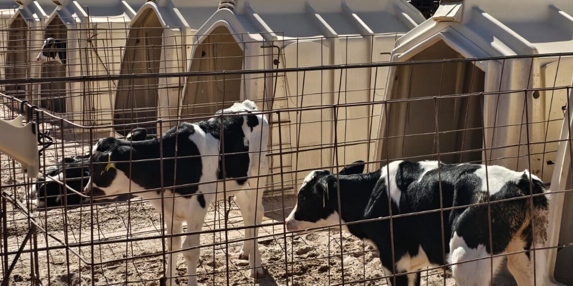 La leche representa la quinta parte del valor total de la producción nacional pecuaria en México