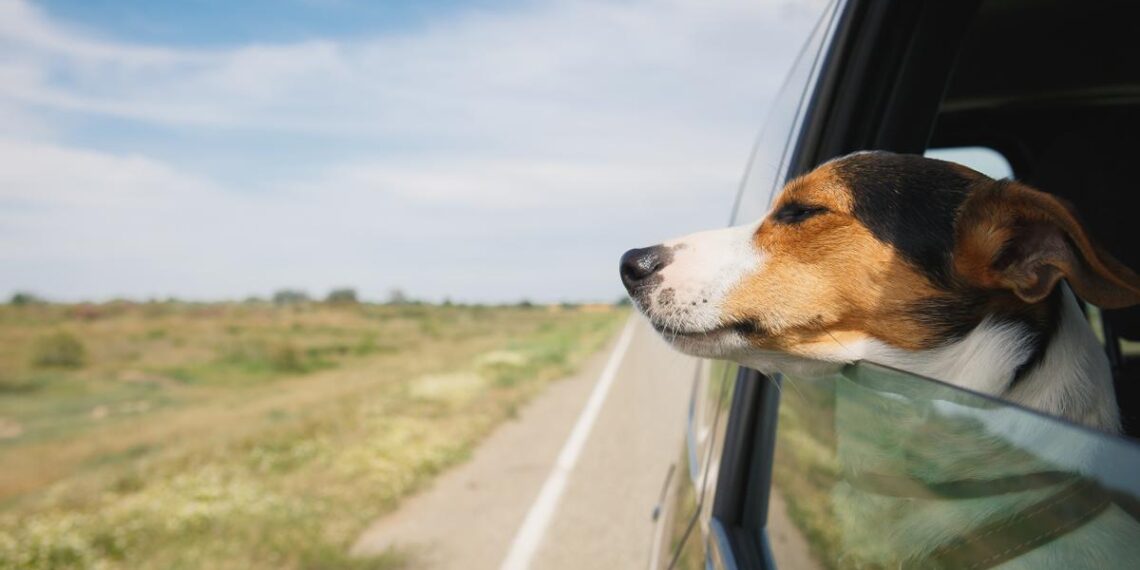Cómo viajar con un perro por carretera y avión