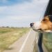 Cómo viajar con un perro por carretera y avión