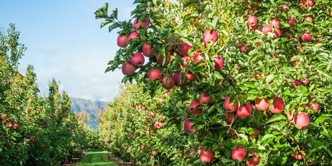 Del árbol a tu mesa: Donde nace una manzana, nace un homenaje a la madre tierra