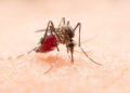 Presencia de dengue en México: Cerca de 4 mil casos de dengue a nivel nacional en lo que va del año