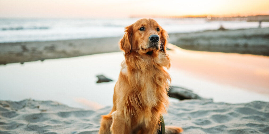 No todos los perros son “pet friendly”: Conoce las razones y cómo ayudarlos