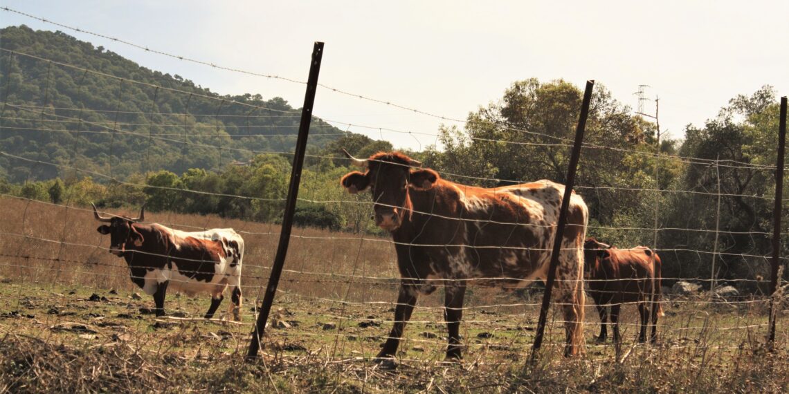 Día Mundial de la Carne  La innovación que está transformando la forma en que producimos y consumimos carne