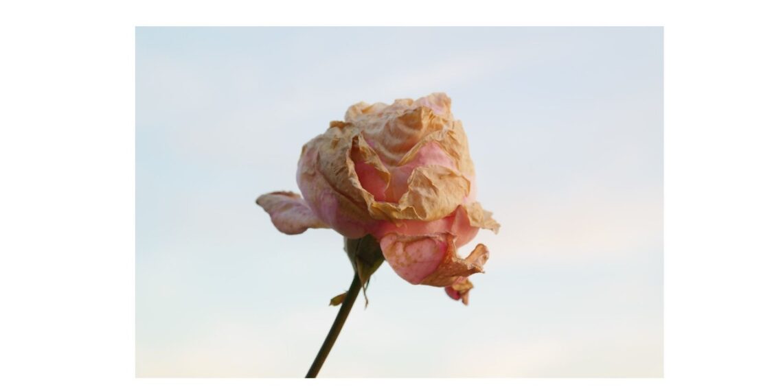 Presentan suplemento natural para la salud física y mental durante la menopausia