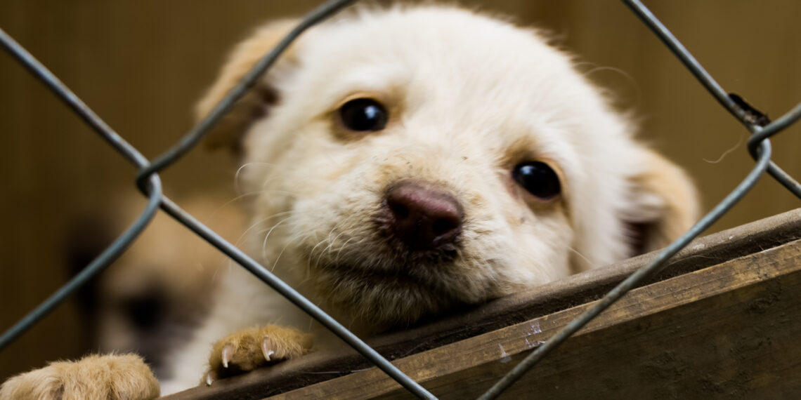 Día Mundial del Perro sin Raza: 5 razones para adoptar lomitos de raza única