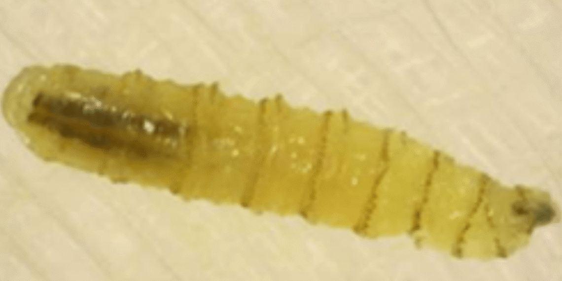 Confirman 13 casos de miasis por gusano barrenador en México; 4 están hospitalizados