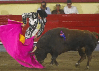 Inviable realizar ‘corridas sin sangre’ en la CDMX: Plaza de Toros México