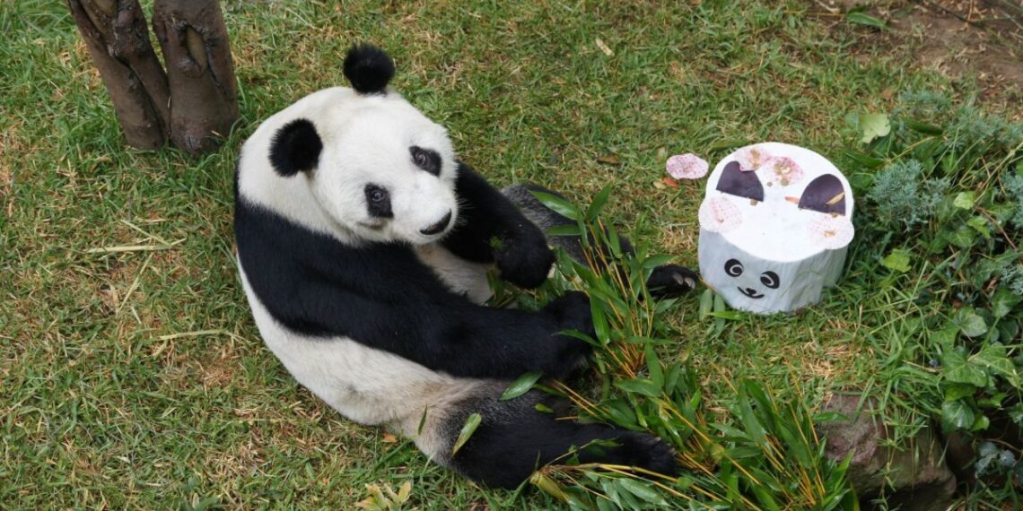 La historia de Xin Xin, la panda que vive en la CDMX y que acaba de cumplir 35 años