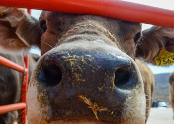 ¿Qué ciudad mexicana reabrirá primero la frontera para exportar ganado a EE. UU.? Será el 7 de julio