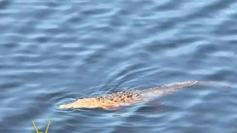 Niño cae de puente y es devorado por cocodrilos en Michoacán