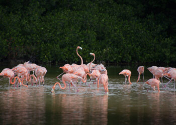 Estampas Yucatecas: La Ruta del Flamenco Rosado – Río Lagartos, Celestún, Las Coloradas y San Crisanto