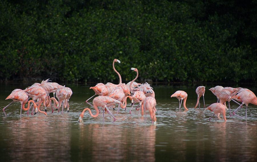 Estampas Yucatecas: La Ruta del Flamenco Rosado – Río Lagartos, Celestún, Las Coloradas y San Crisanto
