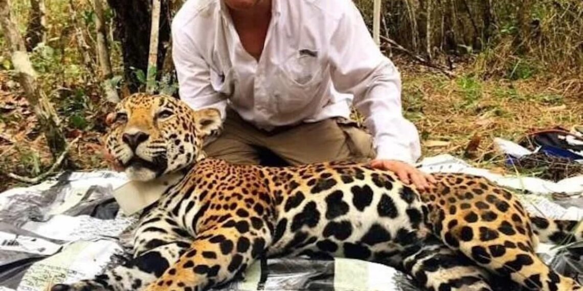 El jaguar mexicano: un símbolo de éxito en conservación del Dr. Gerardo Ceballos