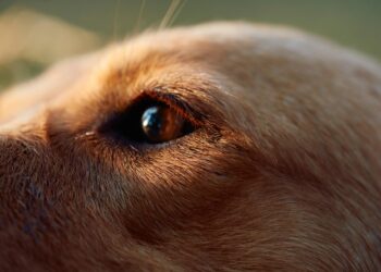 México mantiene la rabia canina bajo control, pero la amenaza persiste: vacunar es clave