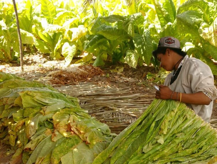 Caída de producción, desempleo, migración y enlistamiento de jornaleros al crimen organizado provocaría el aumentar impuestos a los cigarros