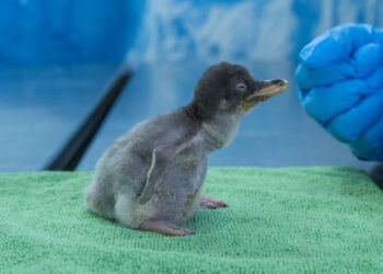 “Del Hielo a la Capital: Cuatro Pingüinos Gentoo Hacen Historia en México