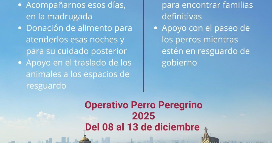 CDMX activa Operativo Perro Peregrino 2025 para atender abandono animal durante festejos guadalupanos