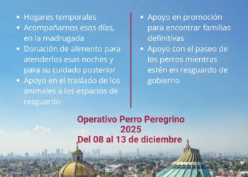 CDMX activa Operativo Perro Peregrino 2025 para atender abandono animal durante festejos guadalupanos