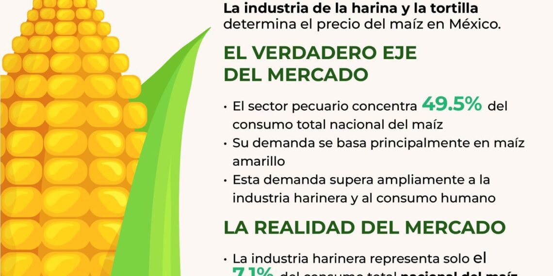 El sector pecuario concentra 49.5 % del consumo de maíz en México: GCMA