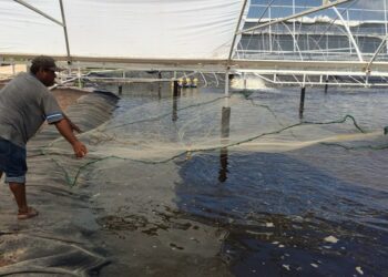 Conapesca impulsa desarrollo de actividad acuícola durante 2025