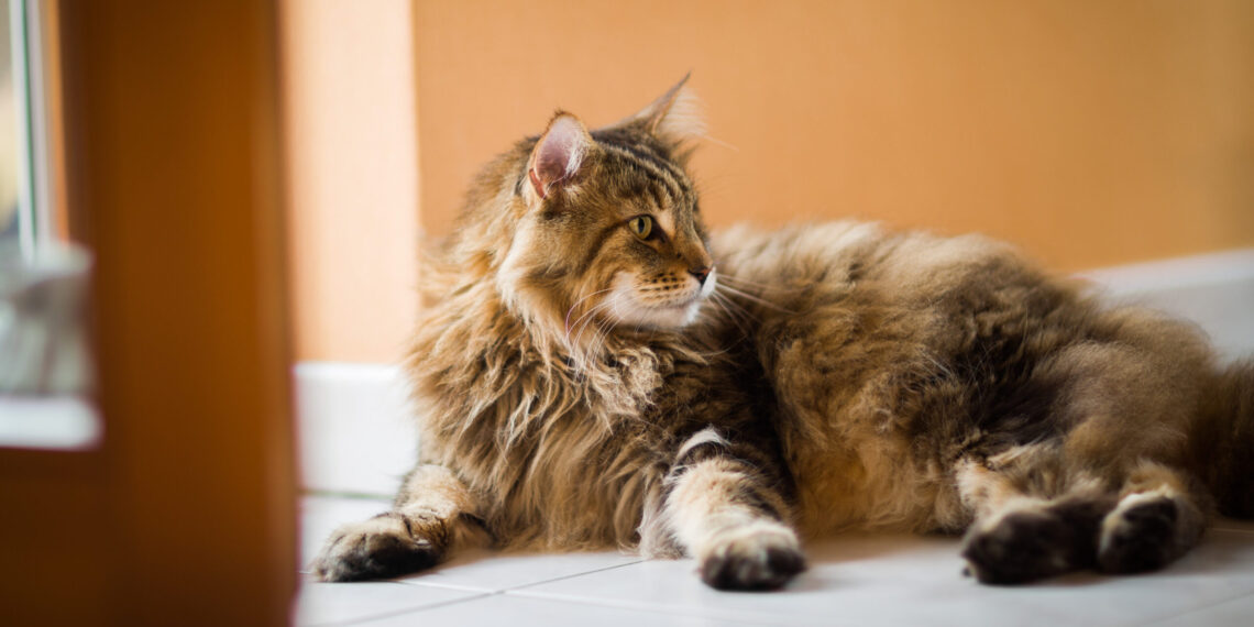 Si lo quieres y lo cuidas, es momento de hacerle un check up a tu mascota