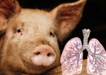 Cataluña reporta primer caso de gripe porcina en humano desde 2024