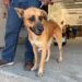 ¿Buscas un milagro peludo? Llega el Primer Adoptatón de «Perros Peregrinos» a la CDMX
