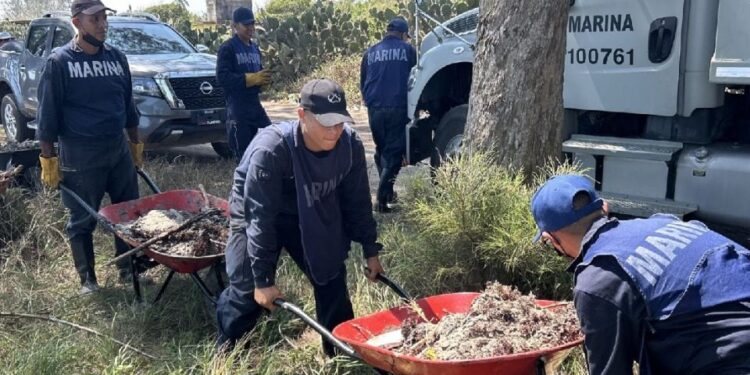 Contaminación alcanza playas de Tuxpan en Veracruz: detectan hidrocarburo a días de Semana Santa