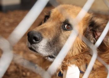 Autorizan adopción de 936 animales tras caso Refugio Franciscano